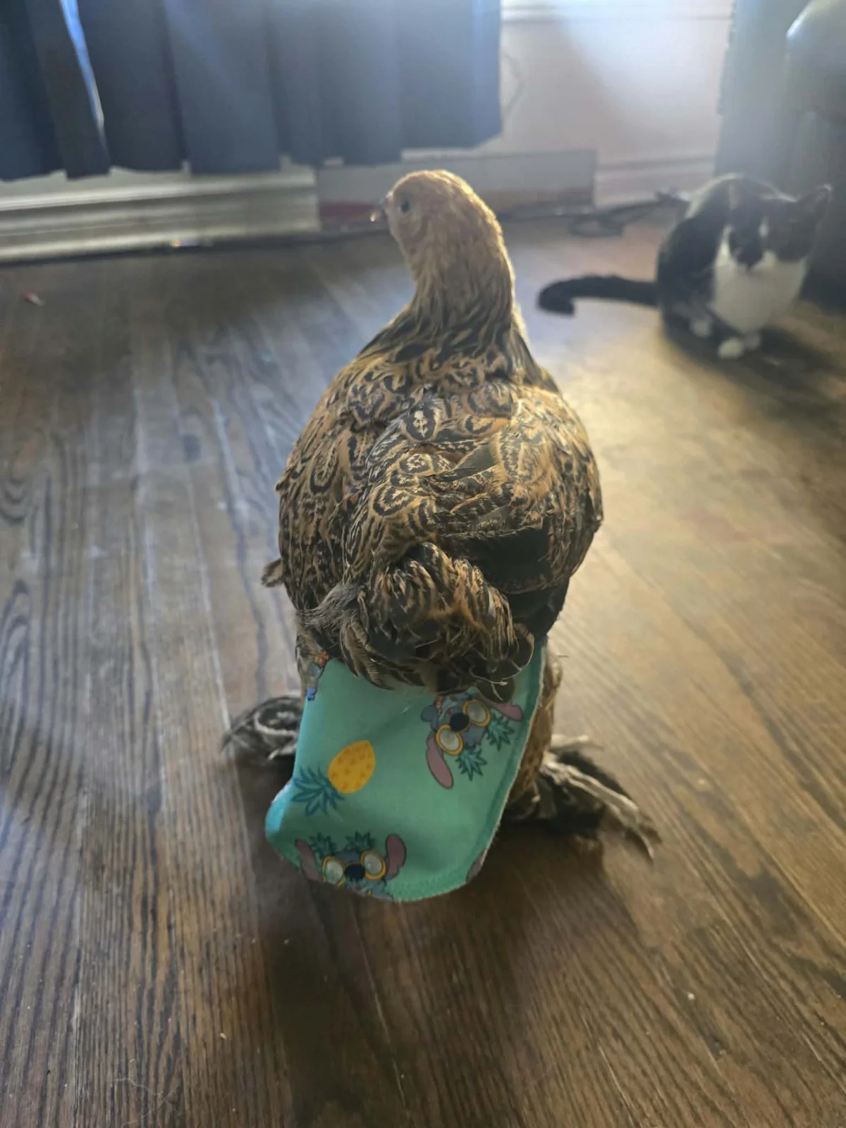Une poule de dos avec sa couche, dans le salon